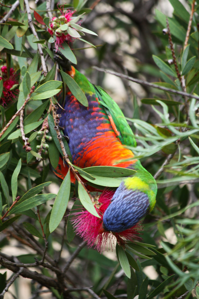 Rainbow Lorikeet Australia